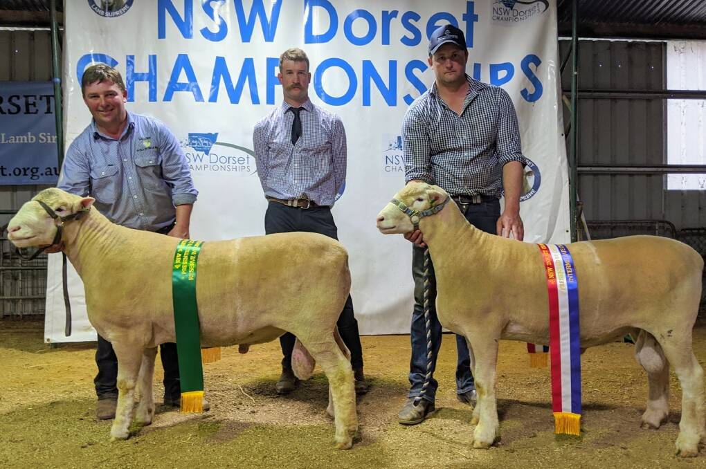 Reserve champion intermediate ram, Hillden 484-19, held by James Frost, Hillden stud, Bannister, judge Brayden Gilmore, Baringa Sheep Studs, Oberon, and the intermediate champion ram, Springwaters 434, held by Dane Rowley, Springwaters stud, Boorowa. Photo: Australia Poll Dorset Association 