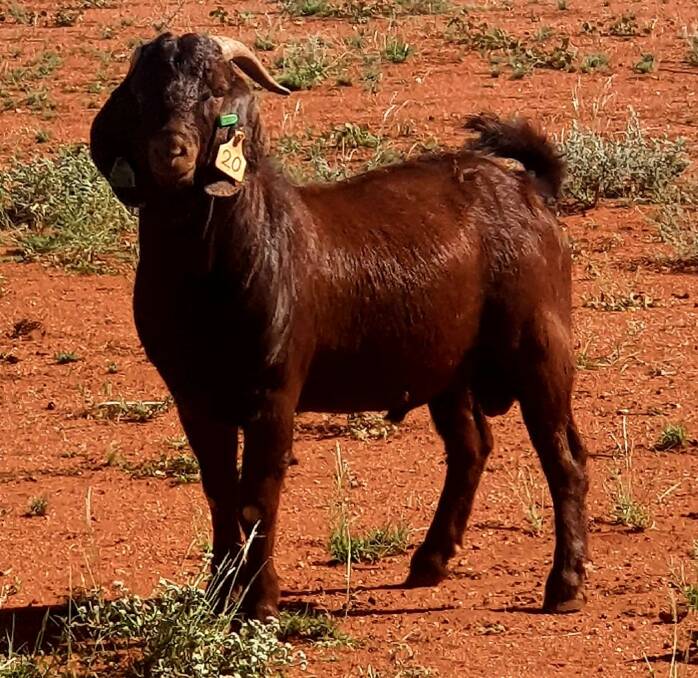 Rangeland Red buck called 'Miami' purchased for $7500 out of the inaugural Cobar sale last November was the joining sire for the 14 Baringa does. Photo: supplied