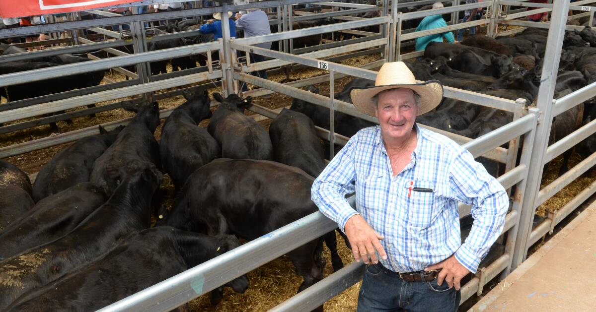Dennis Heywood from DKF Heywood and Sons, Glenlock, Everton, sold 492 Angus, including 319 steers and 173 heifers, through Elders today at the Northern Victoria Livestock Exchange. 