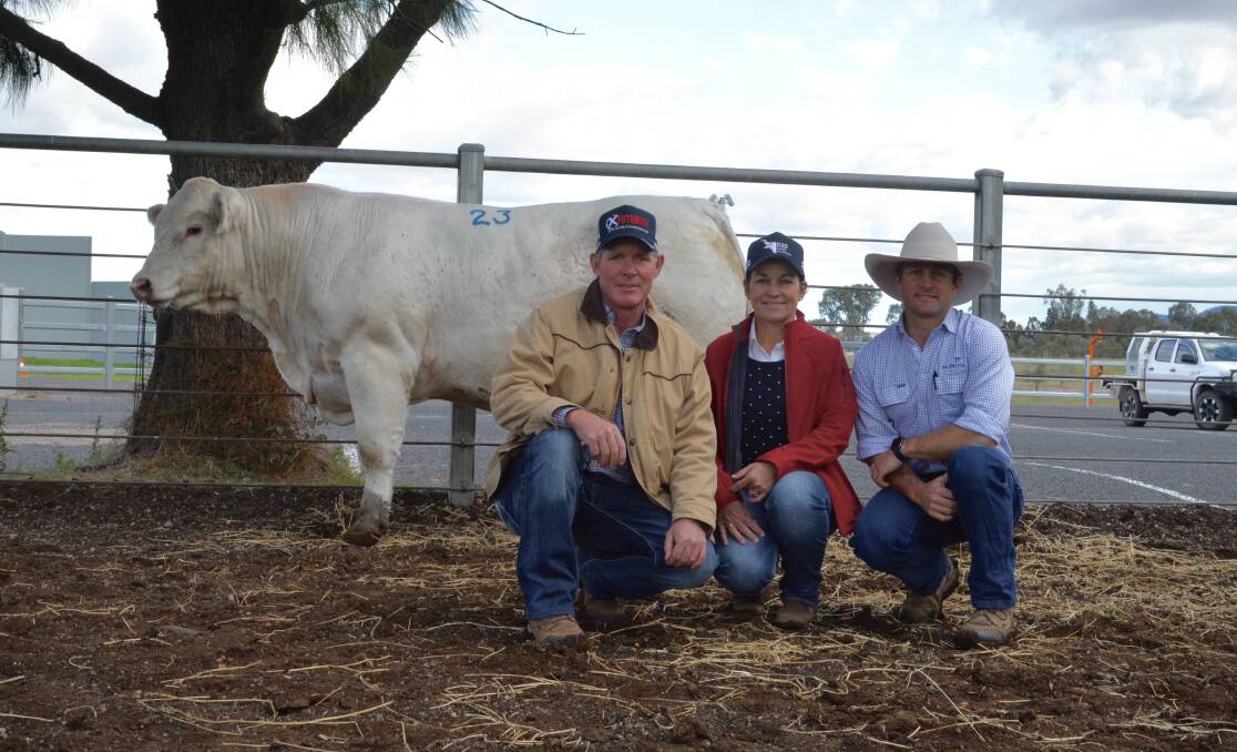 The $26,000 top-priced Charolais, Palgrove Quintessential, with buyers Jason and Kylie Catts, Futurity Shorthorns and Charolais, Baradine, with Palgrove business development and genetics manager Ben Noller, Dalveen, Qld. 