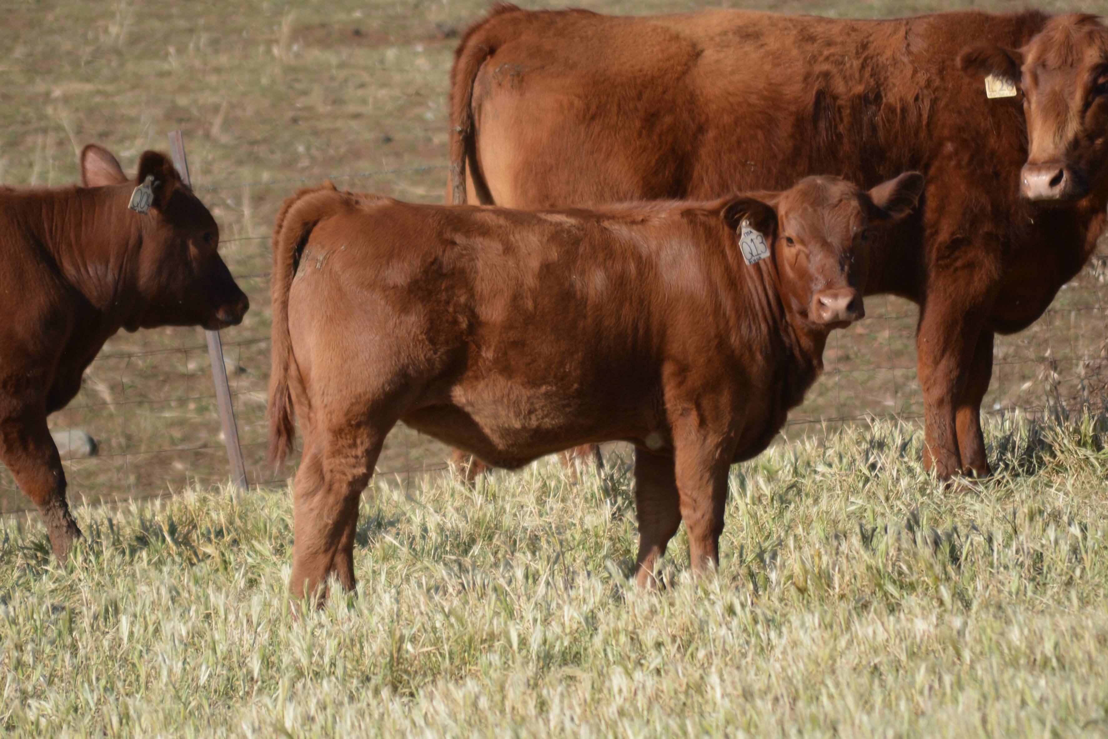 IVF or conventional flushing in cattle, what's best? | The Land | NSW