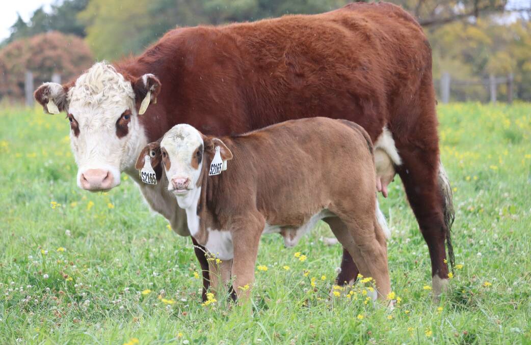 The first-generation of heifers bred by the Southern Multi Breed project are just days away from calving, with 521 expected to calve beginning in mid-July. Photo: Supplied 