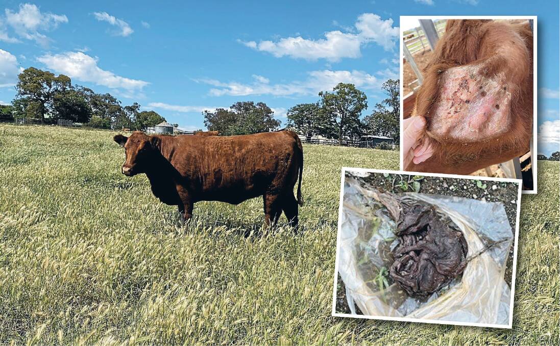 One pregnancy-tested-in-calf Red Angus heifer has overcome a series of unfortunate events including photosensitivity and mummification of her 90-day old foetus (inset). 