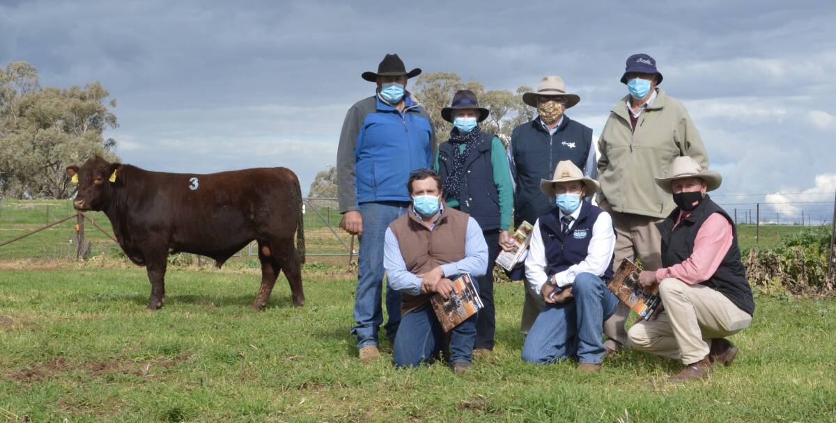 The $56,000 high-seller with Nicholas Job, Royalla Shorthorns, Yeoval buyers Liz and Kim Williams, Polldale Shorthorns, Dubbo, Neilson Job, Royalla, and (kneeling) Ned Williams, Polldale Shorthorns, auctioneer Luke Whitty, KMWL, Forbes and Elders stud stock agent Paul Jameson, Dubbo. 