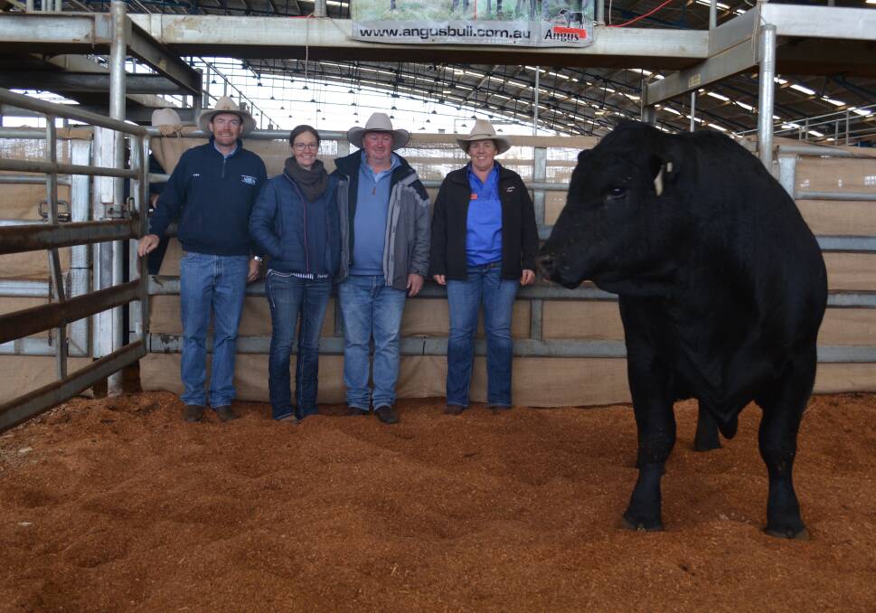The $17,000 second top price bull with auctioneer Luke Whitty, KMWL stud stock, buyers Melita and Darren Turner, Ivanhoe, and Moogenilla's Sarah Wrigley, Condobolin. Photo: Hannah Powe 