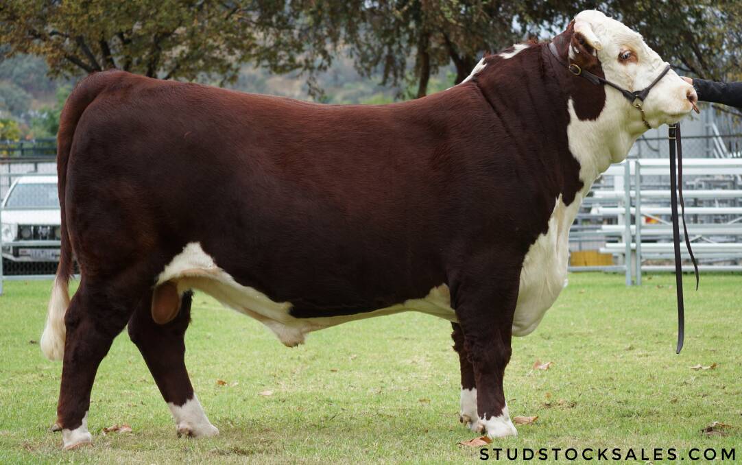 At the recent Herefords Australia Wodonga National Show and Sale in May, the Peters sold their sole entry, Burrawang Rockefeller for $26,000 (seventh highest price) to Ross Trethowan. Photo: studstocksales.com 