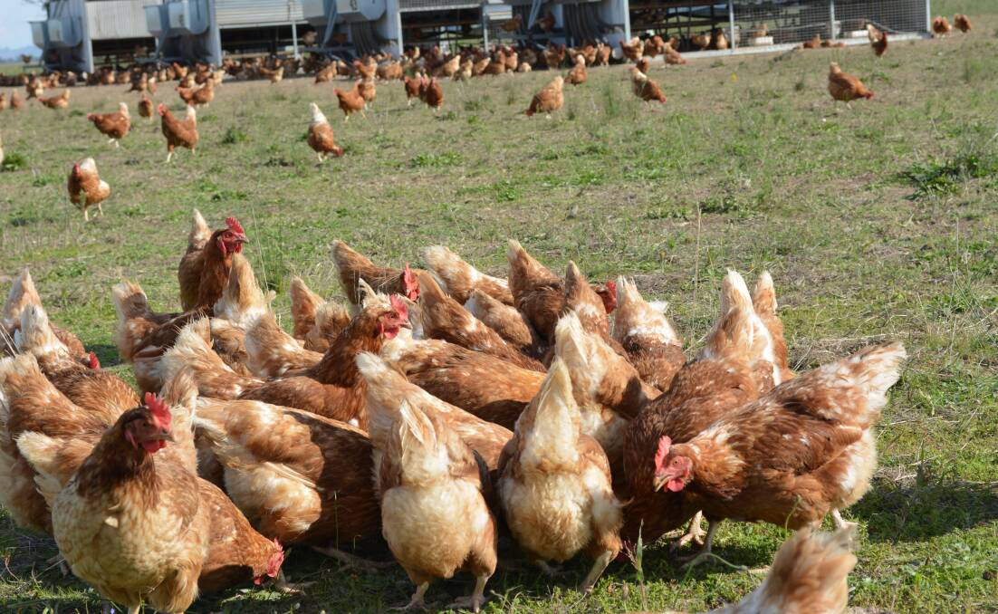 Instead of choosing one of the options presented in the Regulatory Impact Statement, RSPCA proposed its own option that included a regulated phase out of cages, reduced stocking densities, as well as nests, perches and scratch posts for all chicken layers and a ban on beak trimming except for exceptional circumstances.