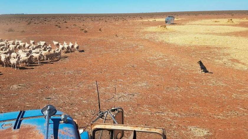 Farmer angst has by no means eroded completely after Monday’s $500 million drought assistance top-up from government, but Ms Job said the relief had been palpable. 