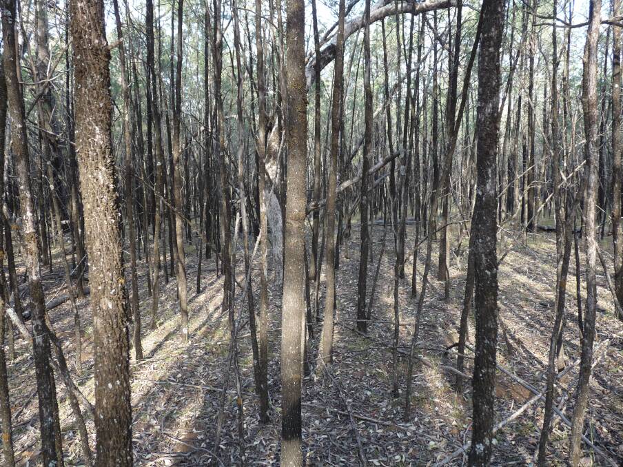 Unthinned cypress pine in the Pilliga region is often seen as homogenous and negative for biodiversity and habitat growth. Stems can reach densities of 6000 to 10,000 per hectare. The thinning trial reduced this to 1500 stems per hectare. 