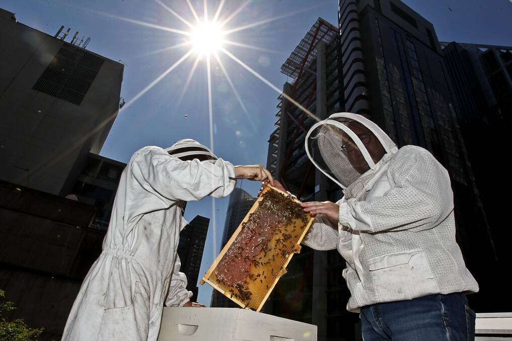Urban beekeepers in Sydney. Photo by Ben Rushton. 
