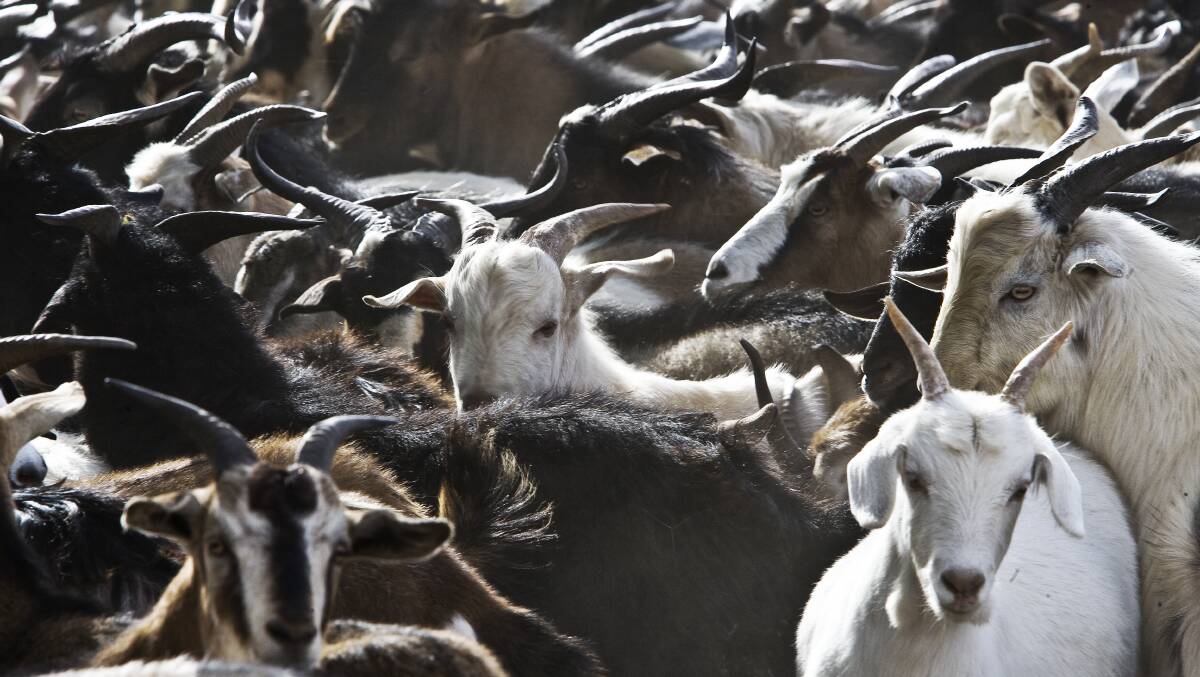 Stock agent Joe Portelli, PT Lord Dakin, Dubbo, said he’s expecting about 2000 head at the quarterly goat sale next week, down from the 4000-5000 mark seen over the previous three years. He said high prices weren’t the only reason for increased harvesting.