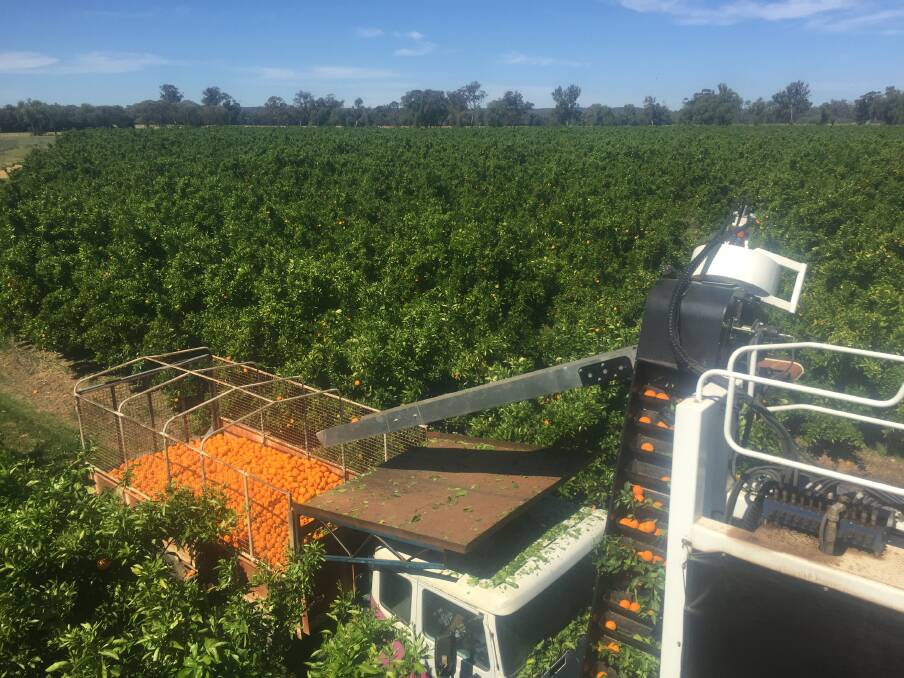 Both Jemalong Station and “Jemalong Citrus” were bought by Optifarm Pty Ltd, a company owned by investors in the Netherlands which made its first Australian agricultural purchase last August with the purchase of the 4000ha “Uri Park” at Darlington Point.