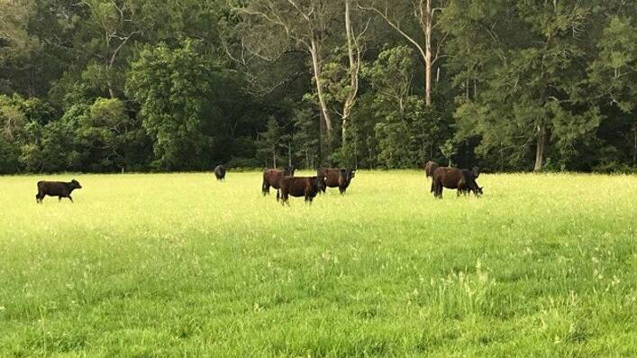 The nine Angus heifers stolen from Upper Kangaroo Creek in May. A 47 year old man has been charged with the theft. Photo from NSW Police Facebook. 