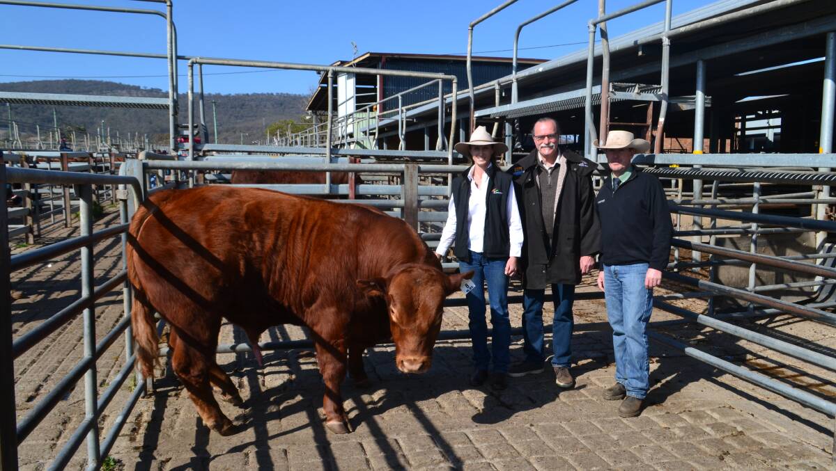 The top-priced bull, 23-month-old River View Maximiser, was raised on Dorrigo pastures and semen tested over at Armidale, en route to Scone. He's pictured here with vendor Andrea Simpson, 'River View', Dorrigo, buyer Tony Cotter, Brinsley stud, Sackville, and Landmark-Harcourt Scone director Gavin Beard. 