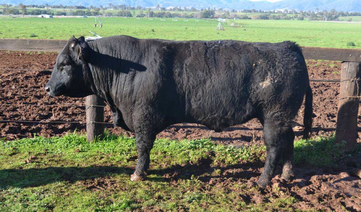 Manali K41 topped the Manali Limousin bull sale at Scone last Friday, selling for $16,000 to Robert and Stephen Gill, "Alexander Downs", Merriwa.