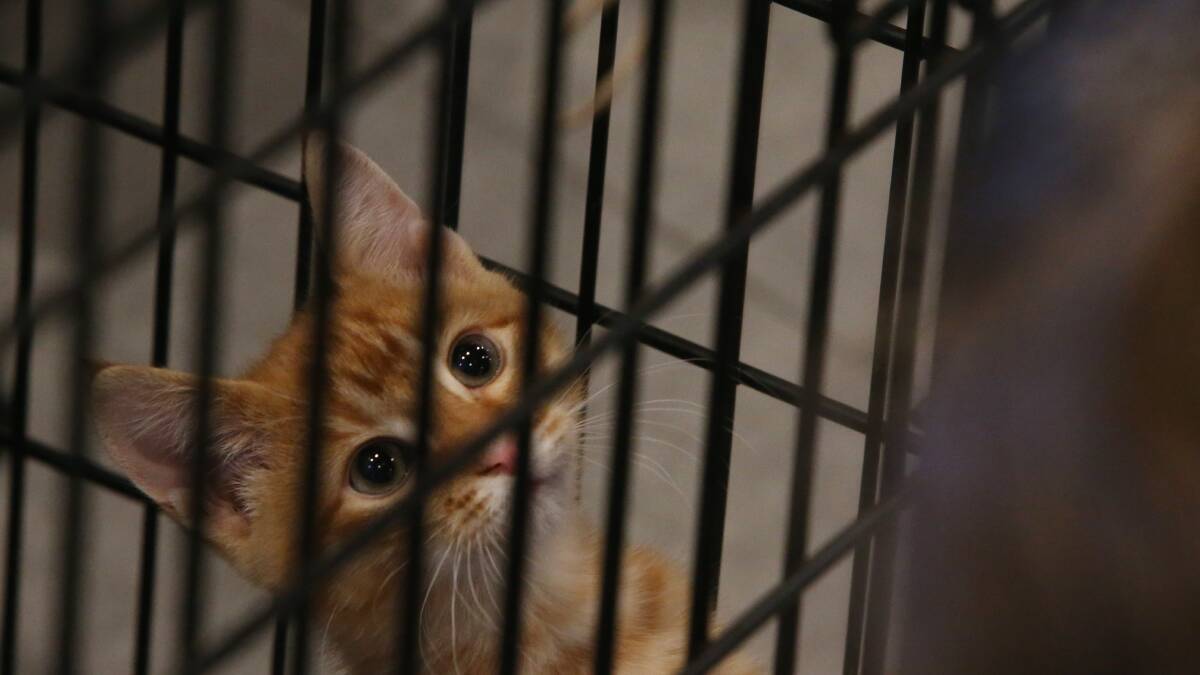 On top of the initial lifetime registration fee for a pet in NSW, cat owners will be charged an extra $80 per year for a permit if their cat is not desexed at four months of age.