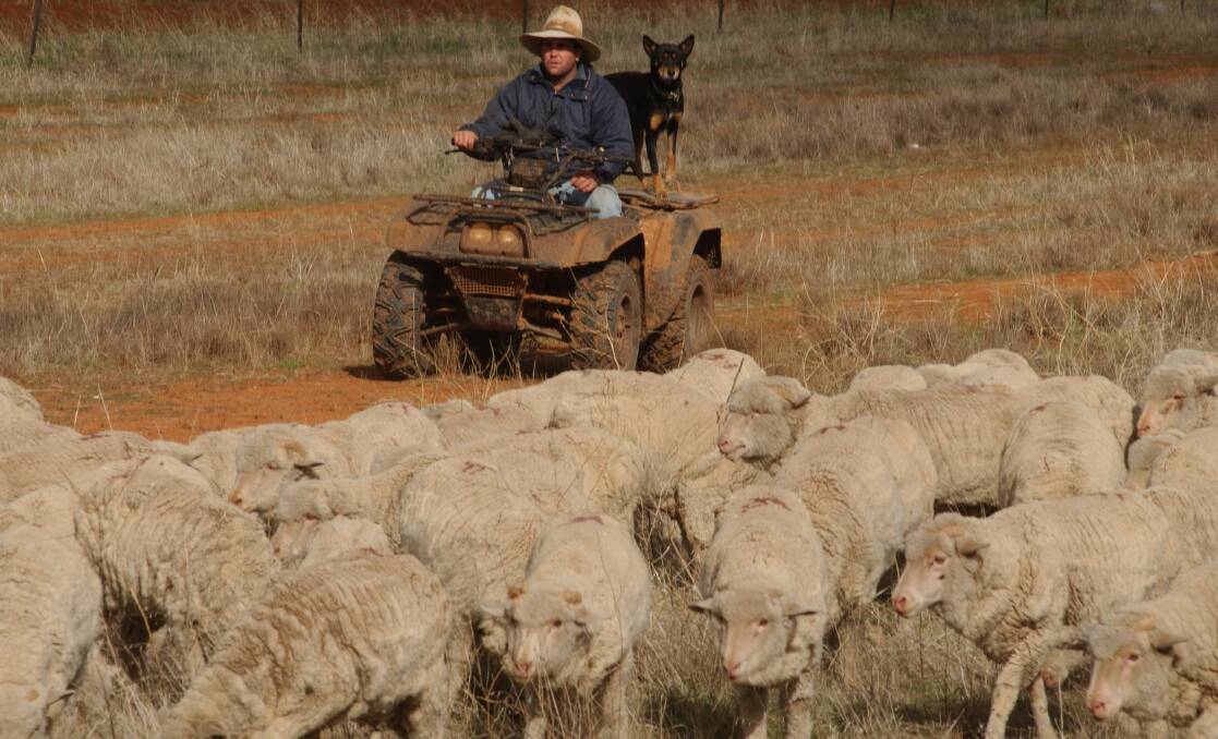 Farmhand Aaron Dauth moves a mob of wether lambs owned by Twynam Ag Group at  "Merrowie", Hillston. The 32,730ha Merrowie is one of three Twynam Lachlan River properties up for sale. 