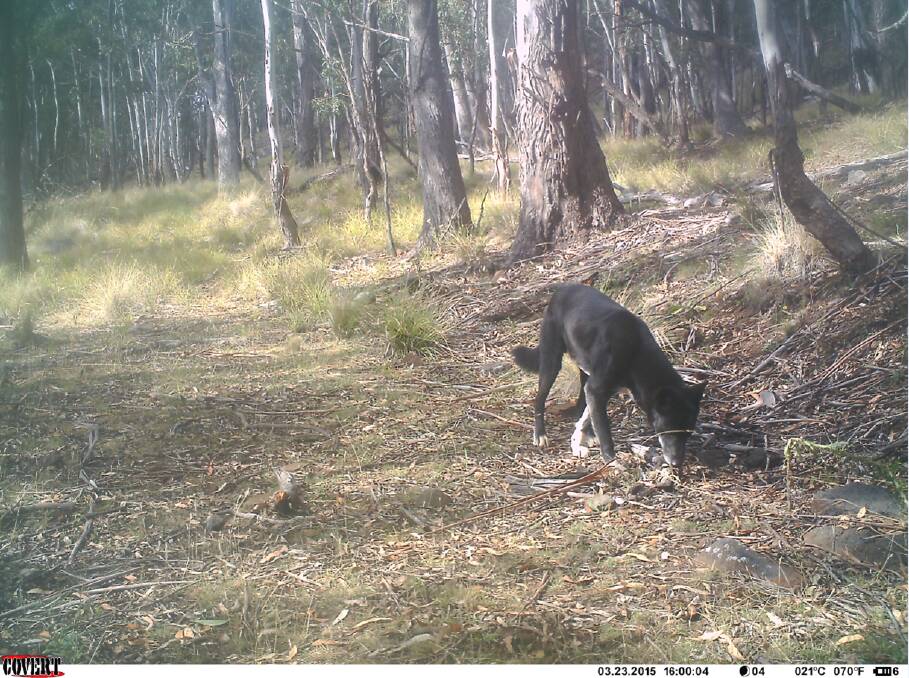 The dog trapping program will also be ramped up in August and September with community consultation events taking place across the South East and a coordinated, region-wide wild dog destruction blitz to take place.