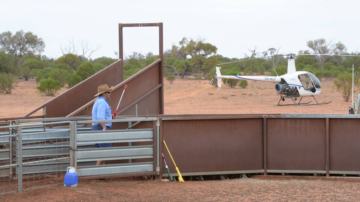 The Northern Territory Cattleman’s Association heard at its annual conference last month that there were five recorded aerial mustering accidents in Australia last year alone and 15 fatalities between 2007 and 2016.