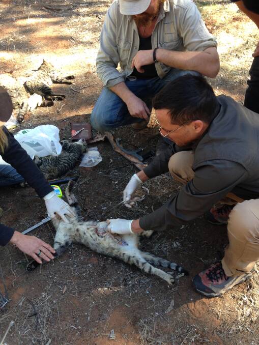Gregory Andrews gutting a feral cat in the Flinders Ranges which had endangered
Western quoll remains in its stomach. Pic by the Invasive Animals Cooperative Research Centre.