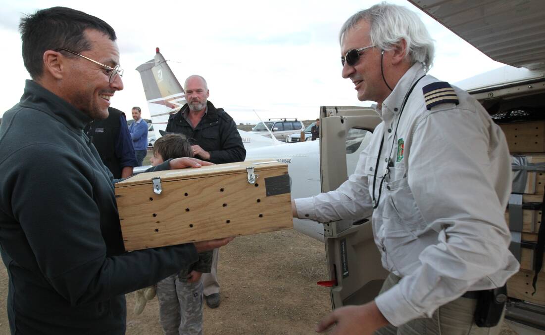 Western Quolls realesed into the Flinders Rangers, South Australia. Threatened Species Commiosioner, Gregory Andrews, is handed a box from the pilot. Photo Peter Rae 