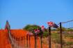 ‘Not having it is not an option’: Debate over Wild Dog Fence rates