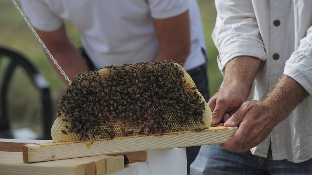 In an Australian-first, next year's HSC students will have the option of doing a Certificate III in Beekeeping as a school-based traineeship, where they will be paid to work alongside professional apiarists.  Photograph by Graham Tidy.