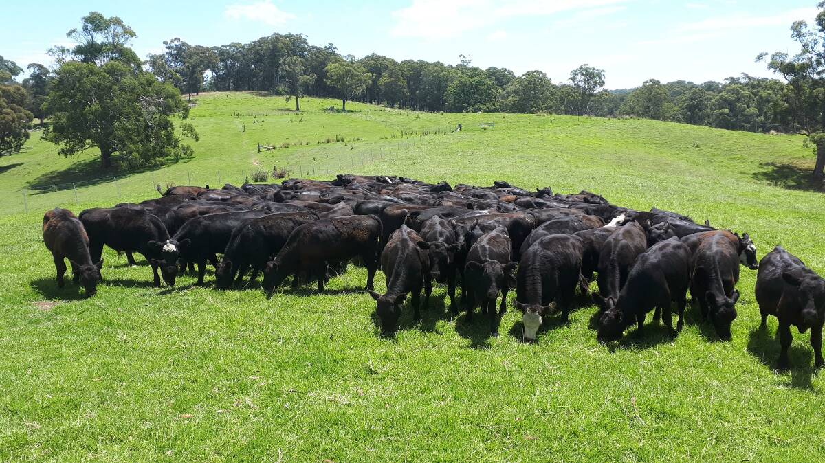 Rural Crime Investigators said the theft of cows, heifers and calves from a Hernani property near Dorrigo happened over an extended period between 2014 and 2017.