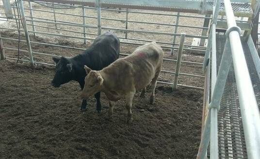The two steers stolen form Moss Vale in January. A 47 year old man has been charged with the theft. Photo from NSW Police Facebook. 