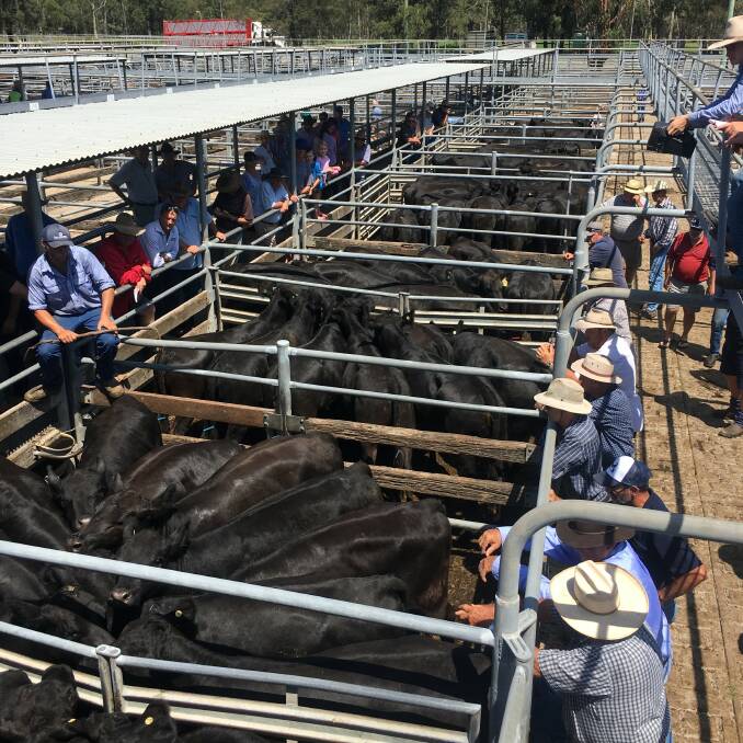 A good line of 80 pregnancy-tested-in-calf heifers sold to good competition at Maitland on Saturday – albeit for $15 per head less than the previous store sale - with a PTIC average of $1100 and a top of $1300.