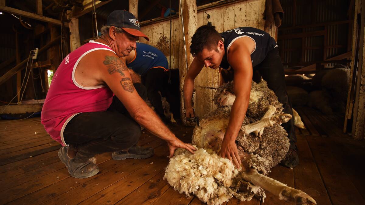 It's going to be cheaper to learn how to shear sheep, handle livestock, grow fruit or fix cars and planes with a new subsidised list of 17 skills courses, announced this morning to help plug gaps in the state’s workforce. Photo Kate Geraghty