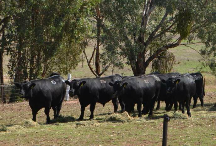 A file image of Angus cattle. 