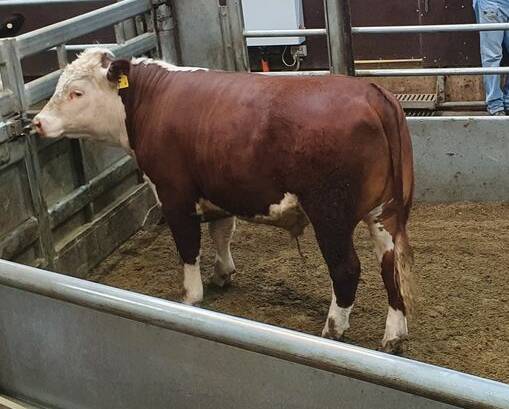 OUTSTANDING RESULT: This Poll Hereford steer went under the hammer at the Wagga market on Monday to raise funds for Willans Hill School. Picture: Kimberley Whitley