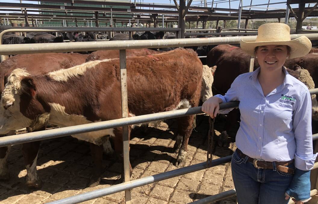 WORLD STAGE: Helen De Costa of H Francis and Co Wagga is pictured with some whiteface cattle at the Wagga Livestock Marketing Centre. Picture: Nikki Reynolds
