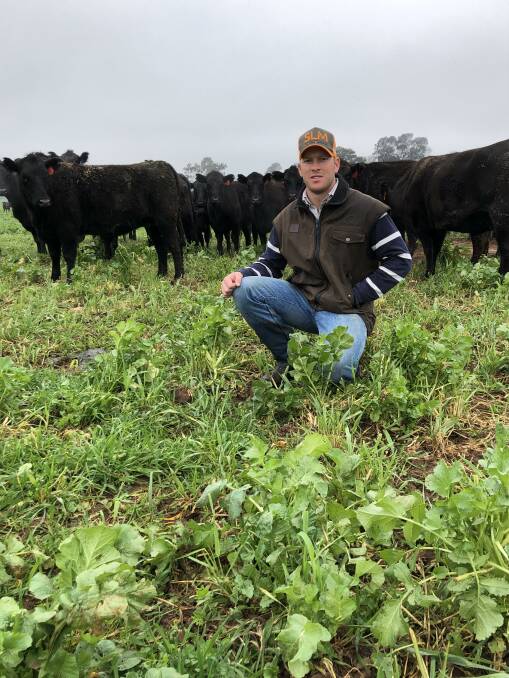 PERPLEXING TIMES: Brenton Henwood, of "Grove Meadow," Wagga is pictured with some Angus cows and calves on a grazing crop. Picture: Nikki Reynolds