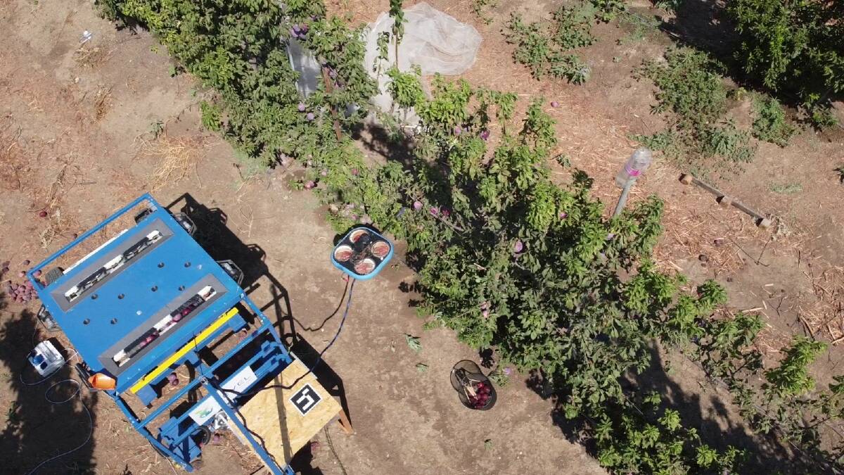 WORKING: Plum picking with a land unit that doubles as a collection bin (left) and a flying autonomous robot (centre).