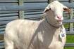 SheepMaster ram sells to $90,000 in Western Australia