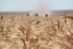 Gloss gone from NSW crop but records may tumble in some states