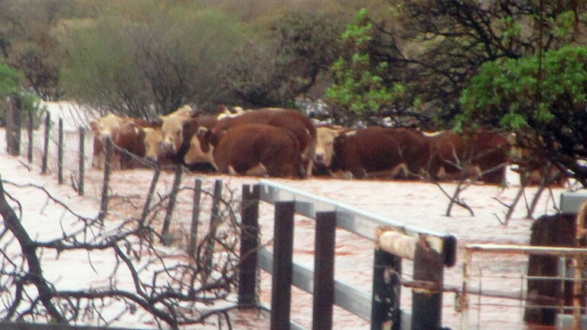 Cattle huddle together as flood water washes past at Mingah station.