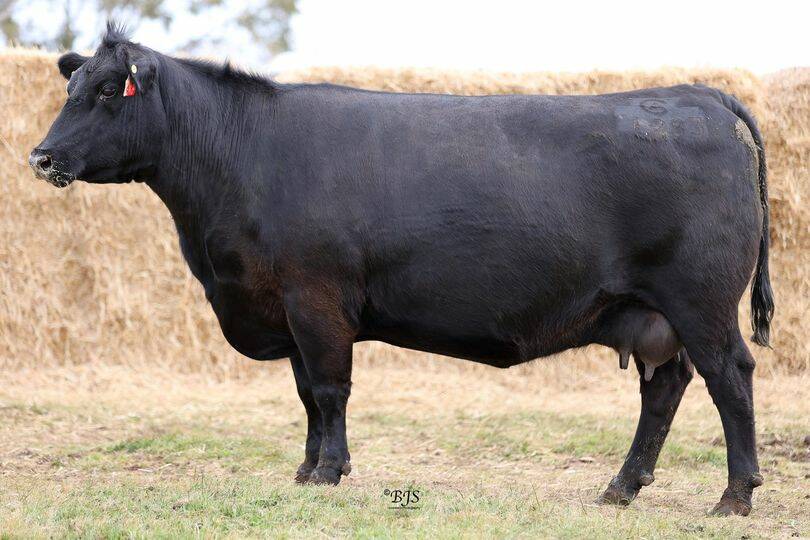 Prices hit a high of $62,000 for this female in the Coonamble Angus stud female sale at Bremer Bay on Tuesday when it sold to the Arkle Angus stud, Munglinup.