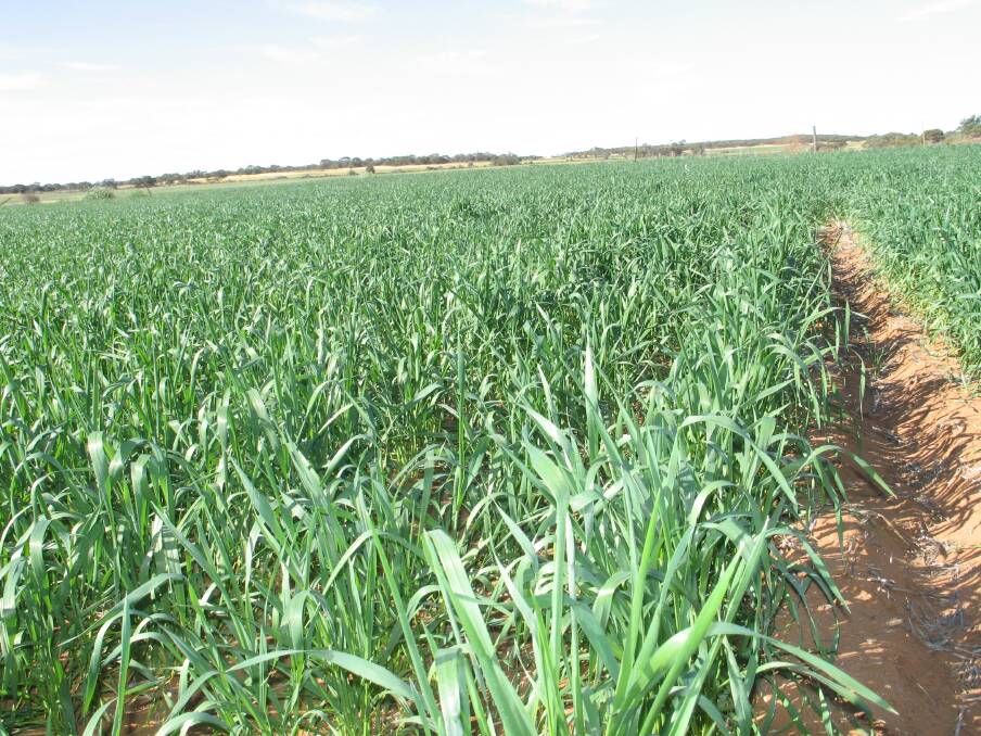 Wheat prices are spurring grain sales as crops across NSW continue to power ahead.