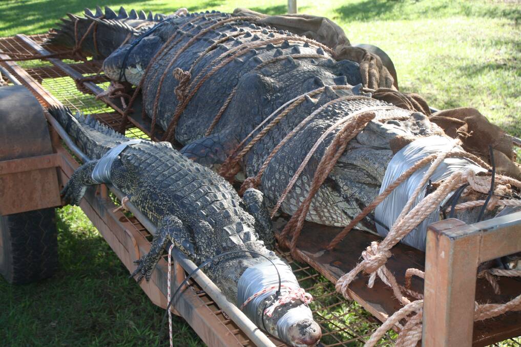 MONSTER CROC: NT Parks and Wildlife rangers caught two saltwater crocodiles today, a record 4.71 metre croc is the biggest found in the Katherine river system to date. The 'baby' to the left is still more than two metres long.