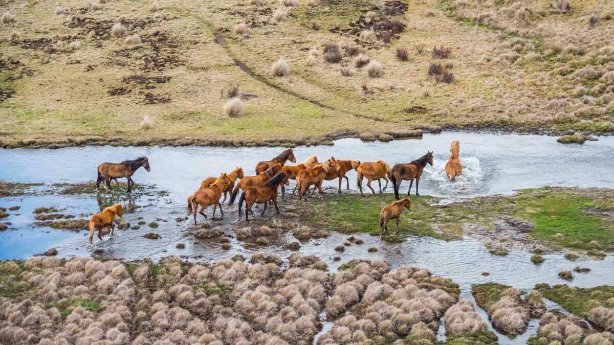Brumbies in Kosciuszko damage the alpine region's fragile creeks and stream ecosystems. Photo supplied by Invasive Species Council
