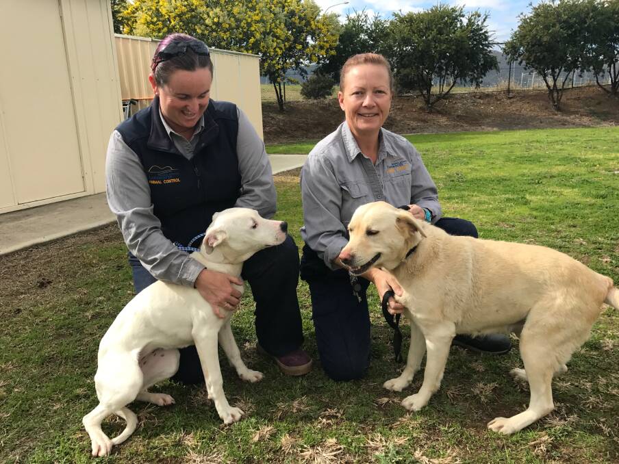 LOOKING FOR HOMES: Mel Molloy and Jodie McGowan with two dogs (a Mastiff and a Labrador), who are both looking for new homes.