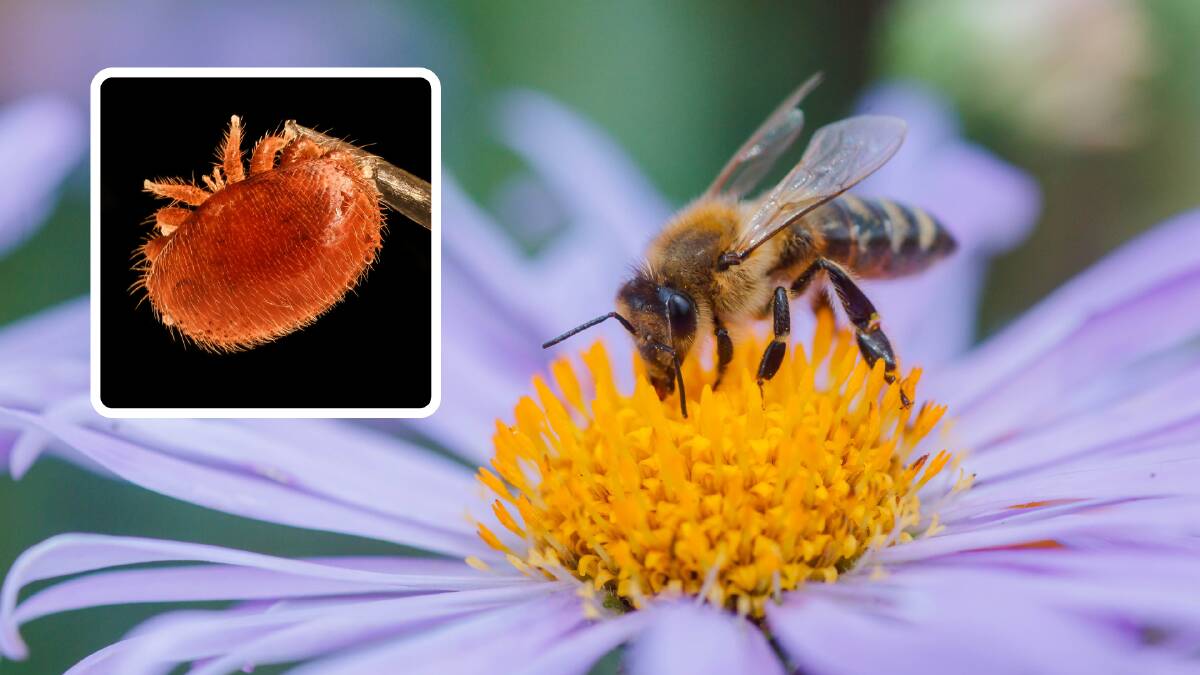 Varroa mite threatens bee industry in NSW