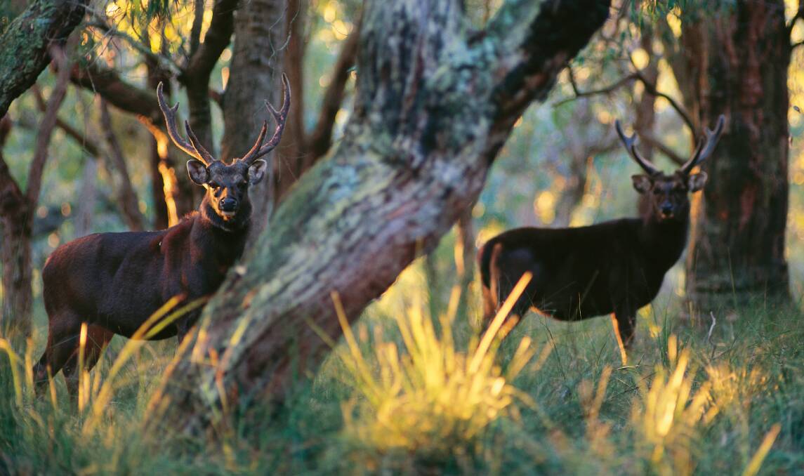 The deer population is estimated to have doubled over the last decade and spread across more of the state.