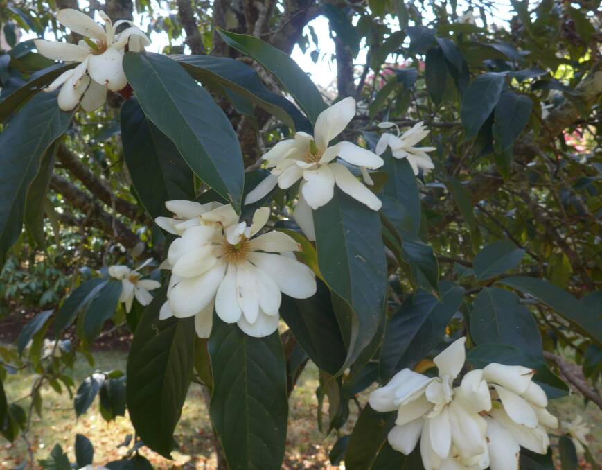 Evergreen Magnolia (syn. Michelia) doltsopa has heavily fragrant flowers in September.