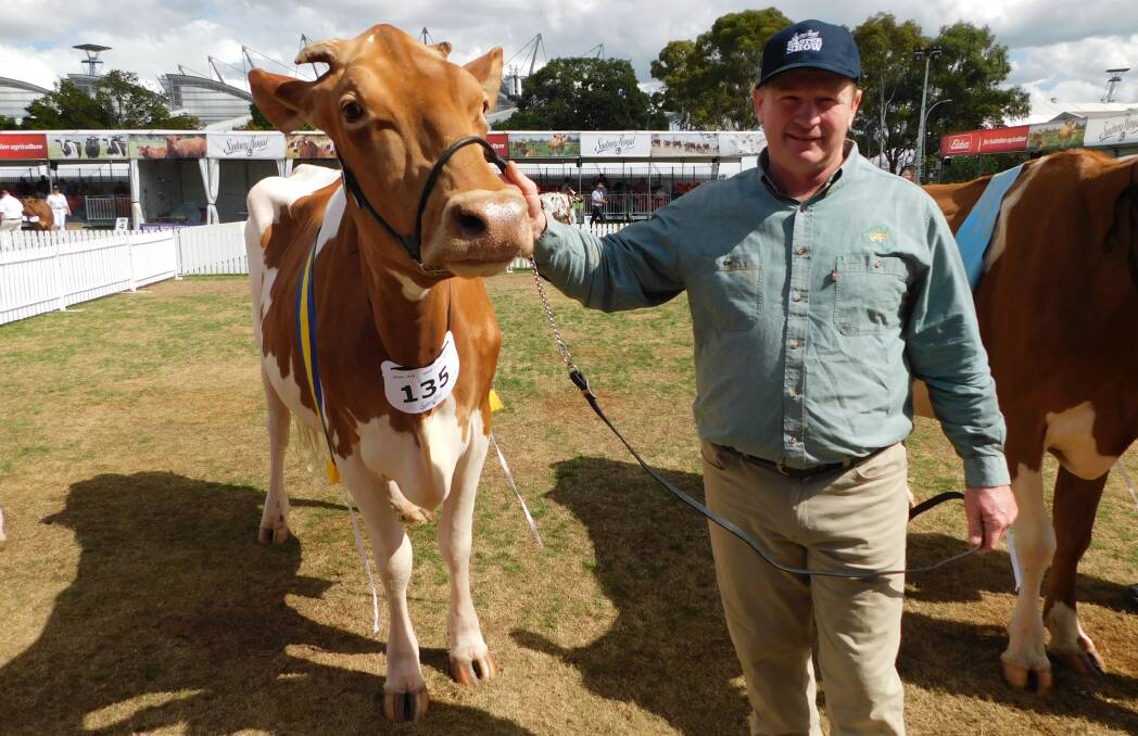 Michael Gray, Marloo Guernseys, Rollands Plains, with reserve champion senior female Guernsey, Marloo JK Caspian Pasha. Picture by Hayley Warden
