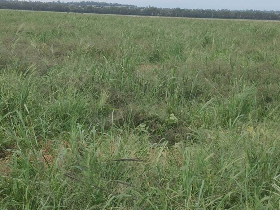 A November 2019 sown tropical grass pasture sown after three years of cropping that included summer glyphosate treatments to remove African lovegrass.
