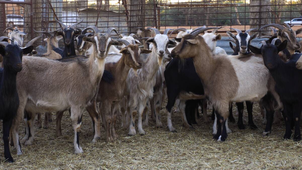 The Queensland state government is considering removing tag-free movements for the goat industry. 